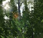 OFP 2